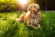 CBD Oil for Dogs