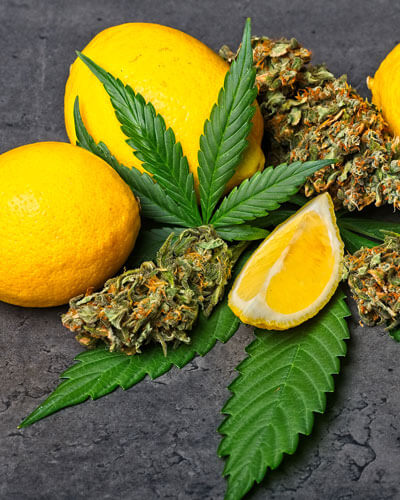 What Are Terpenes | CBD Health Collection
