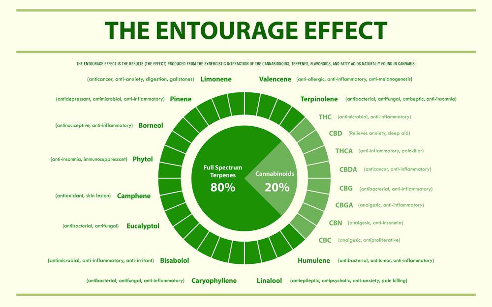 What is the entourage effect? The entourage effect and CBD