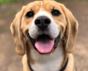 benefits of cbd for dogs