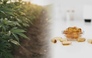 How Are CBD Capsules Made? From Organic Hemp to Finished Softgel