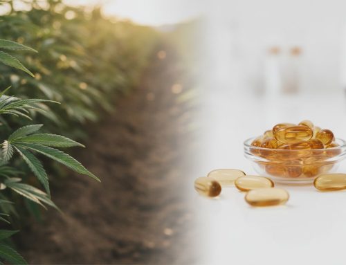 How Are CBD Capsules Made? From Organic Hemp to Finished Softgel